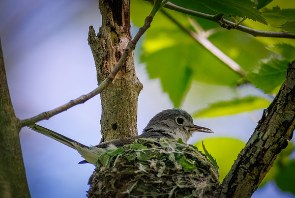 Playful Gnatcatcher