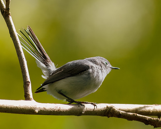 Playful Gnatcatcher