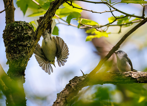 Playful Gnatcatcher