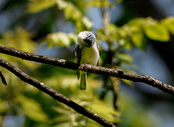 Playful Gnatcatcher