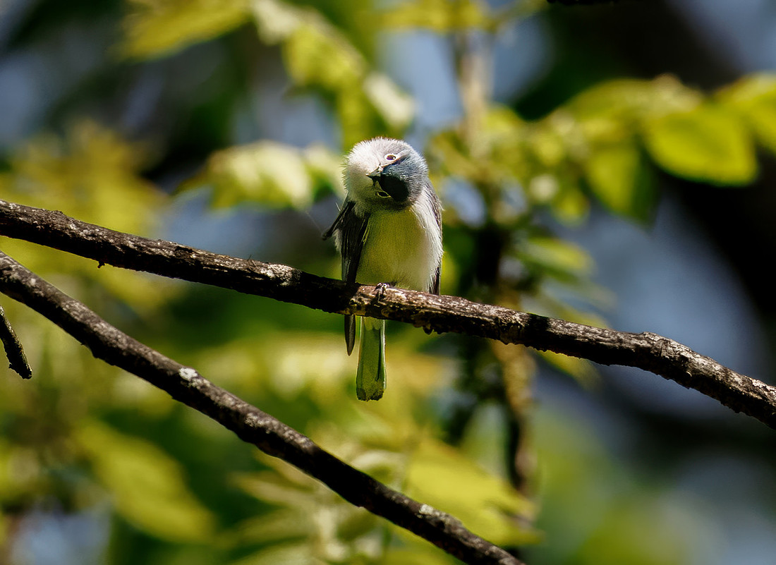 Playful Gnatcatcher