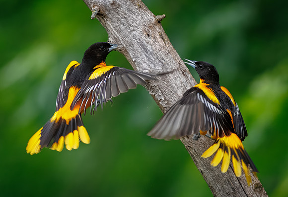Baltimore Oriole Squabble
