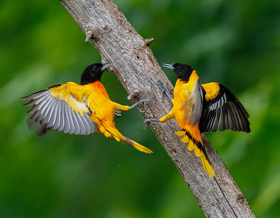 Baltimore Oriole Squabble