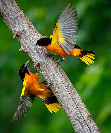 Baltimore Oriole Squabble
