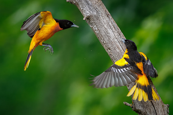 Baltimore Oriole Squabble