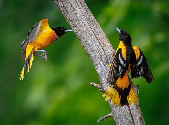 Baltimore Oriole Squabble