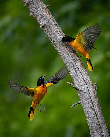 Baltimore Oriole Squabble