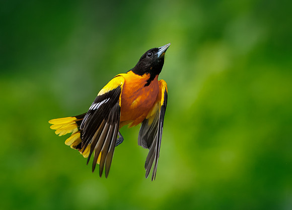 Baltimore Oriole-9