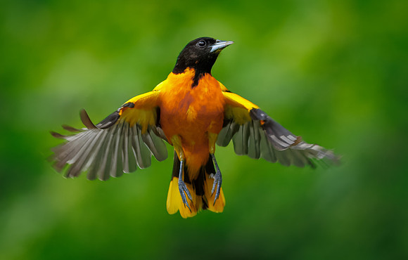 Baltimore Oriole-10
