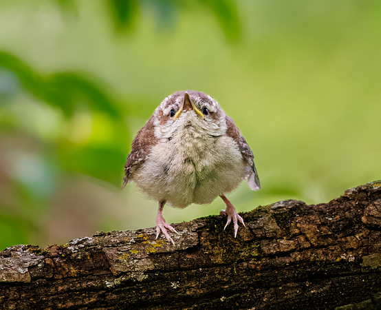 Fledgling Carolina Wren