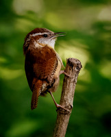 Carolina Wren - Defending the Nest