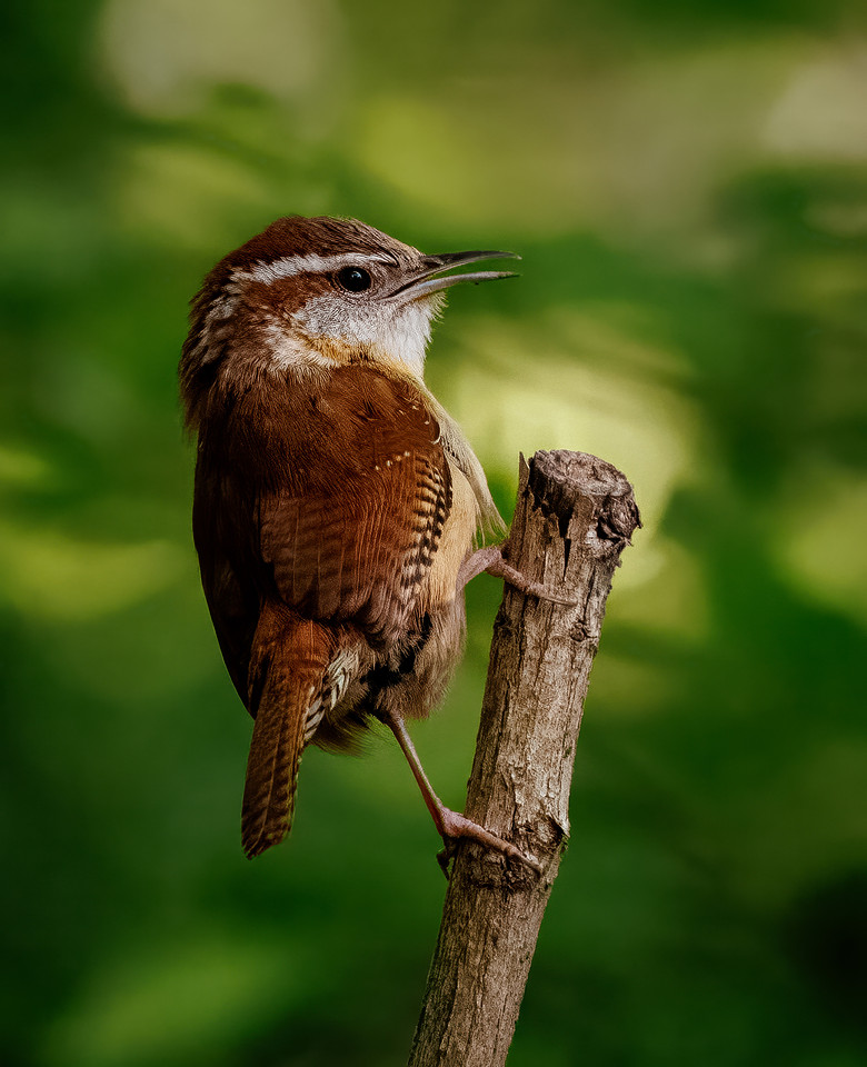 Carolina Wren - Defending the Nest