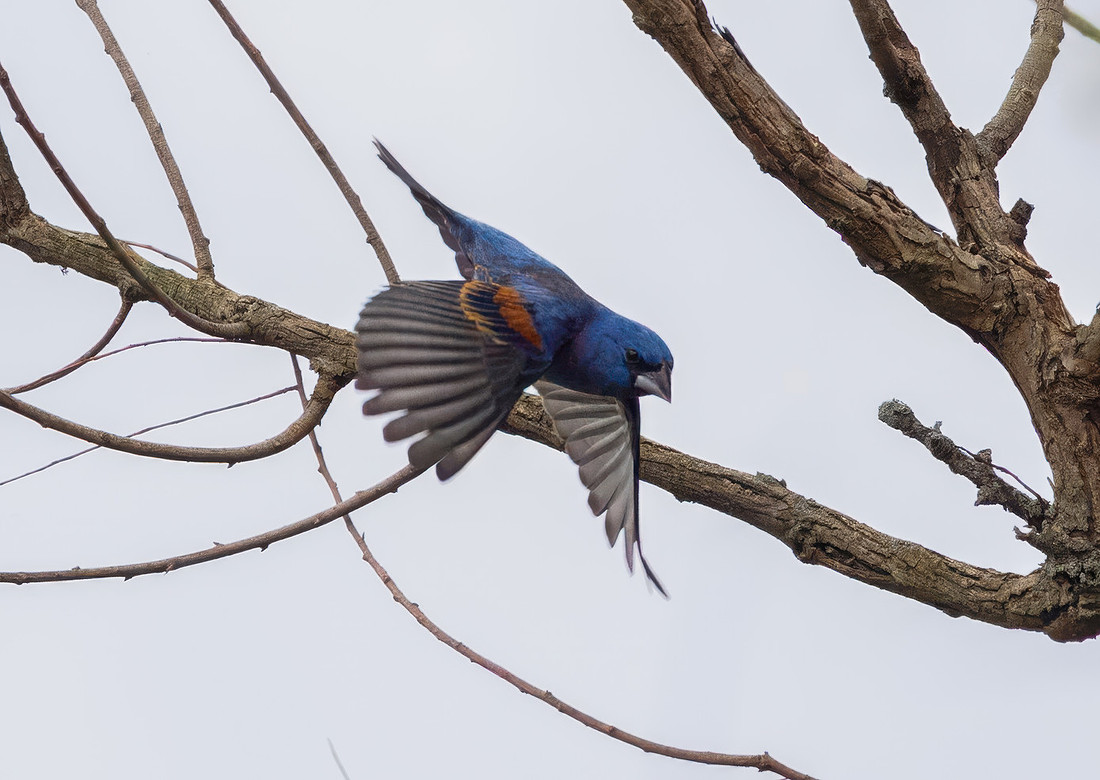 Blue Grosbeaks