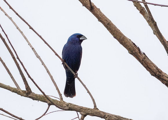Blue Grosbeaks