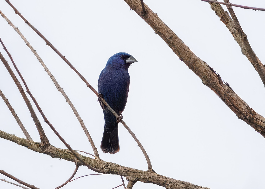 Blue Grosbeaks