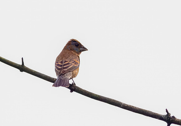 Blue Grosbeaks