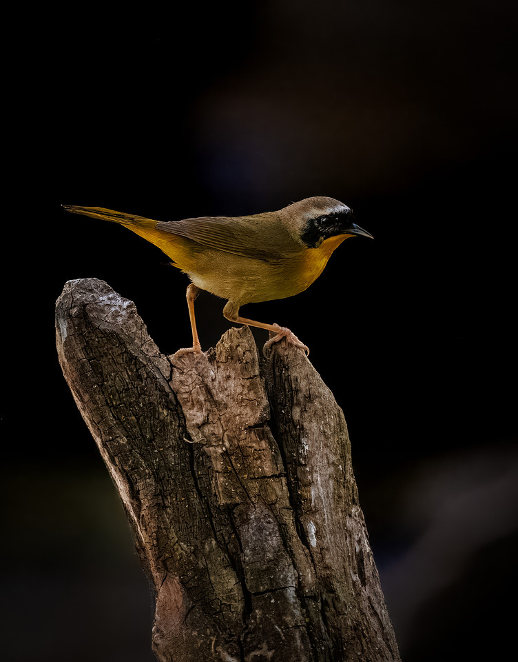 Common Yellowthroat