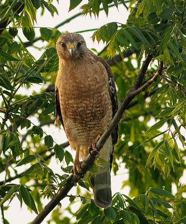 Red-shouldered Hawk