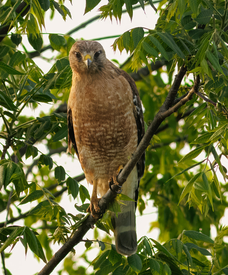 Red-shouldered Hawk
