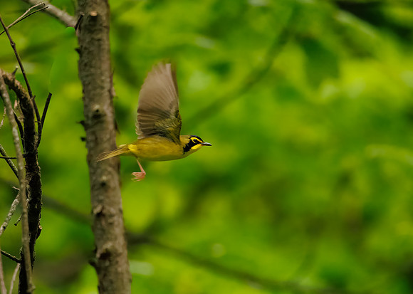 Kentucky Warbler