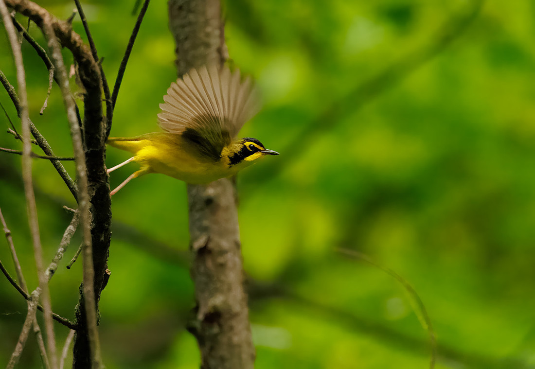 Kentucky Warbler