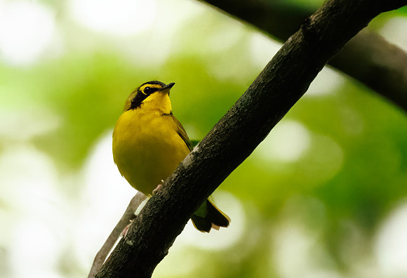 Kentucky Warbler