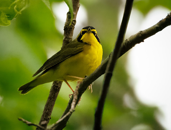 Kentucky Warbler
