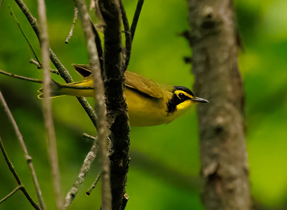Kentucky Warbler