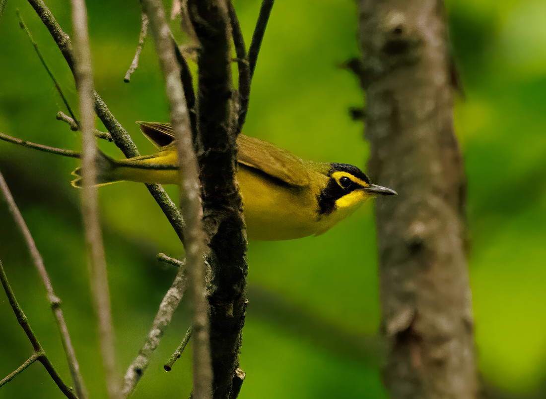 Kentucky Warbler