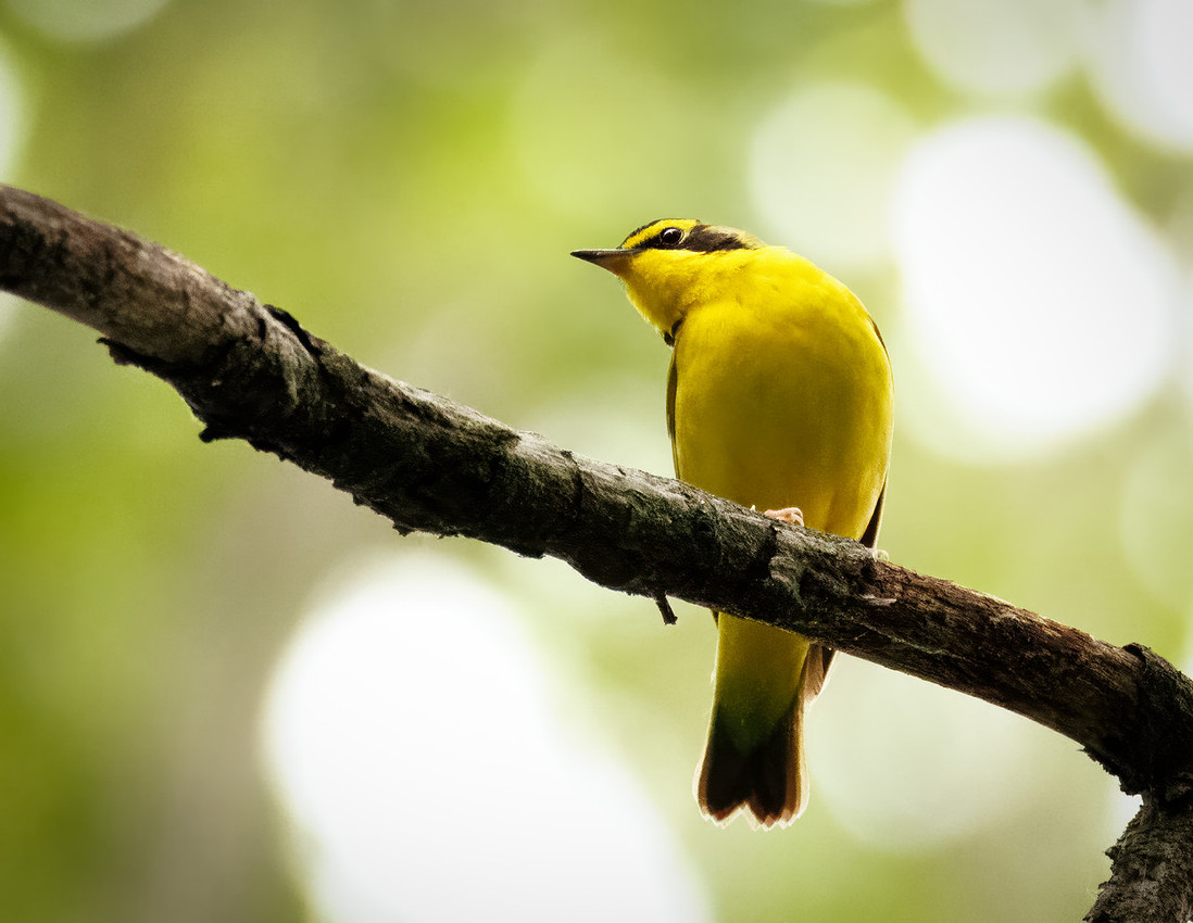 Kentucky Warbler