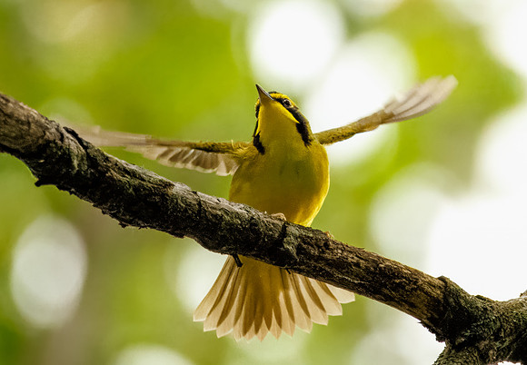 Kentucky Warbler
