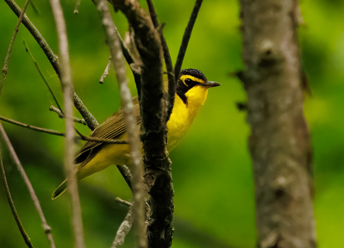 Kentucky Warbler