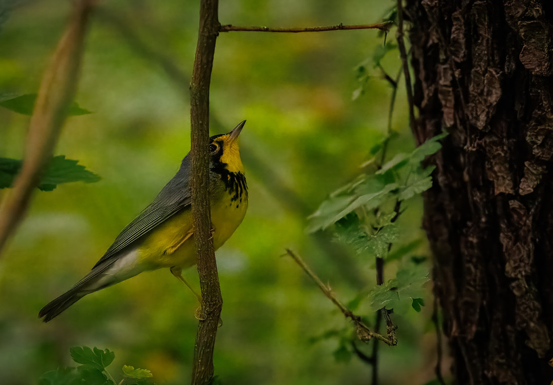 Canada Warbler-4