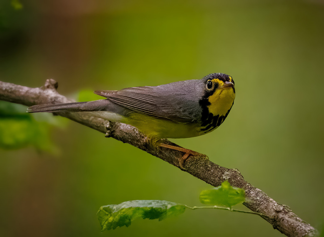 Canada Warbler-7