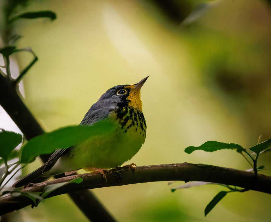 Canada Warbler