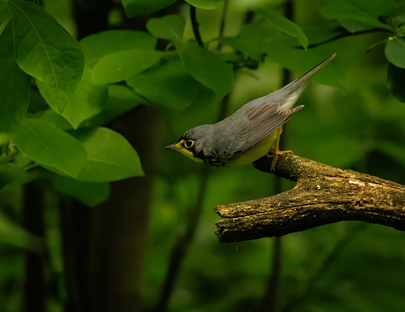 Canada Warbler-3