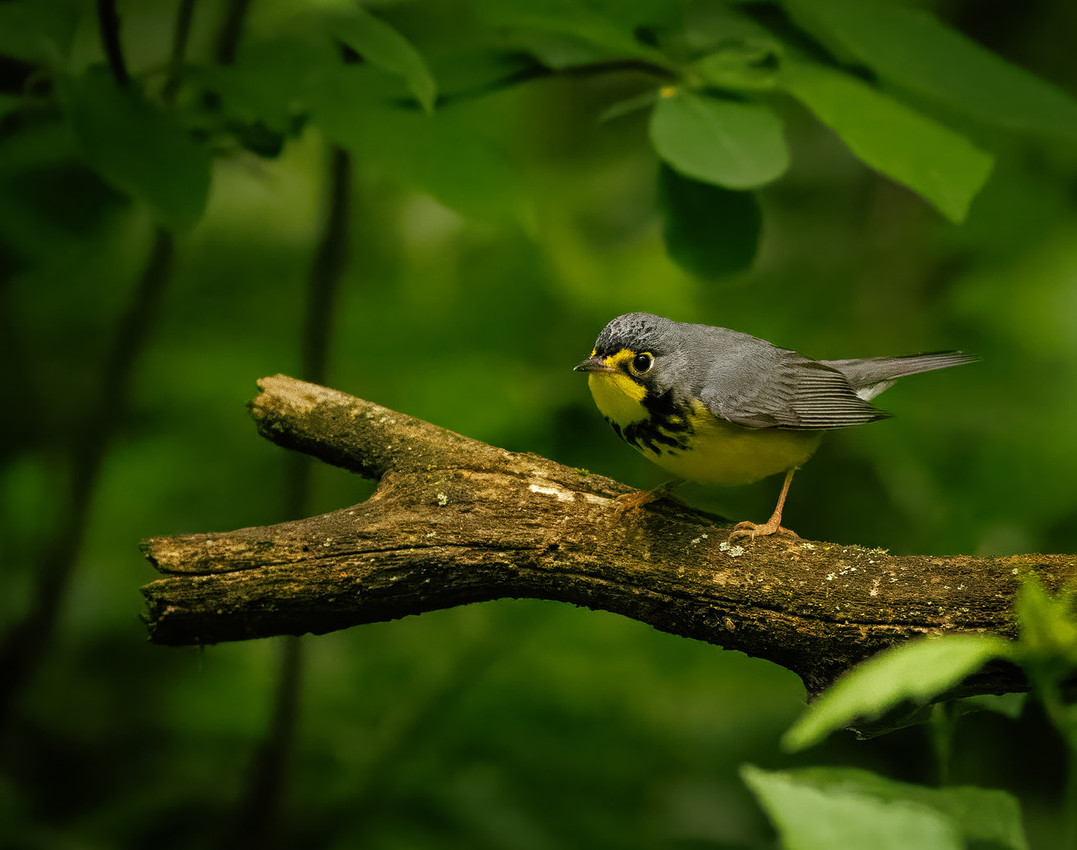 Canada Warbler-2