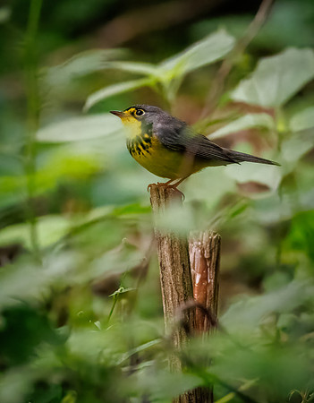 Canada Warbler-5