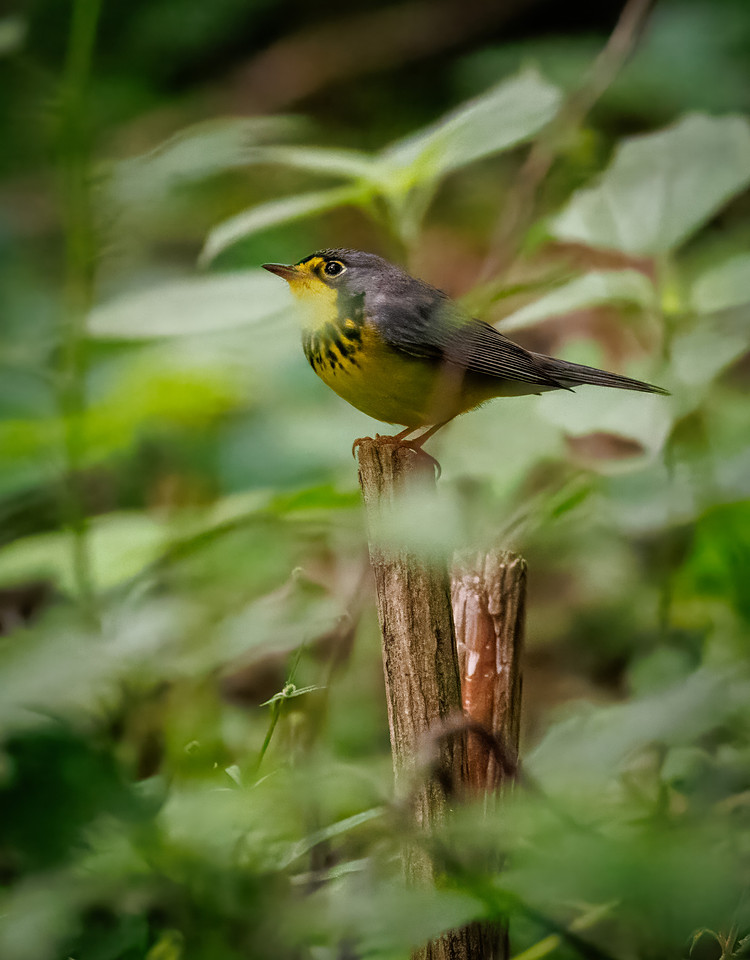 Canada Warbler-5