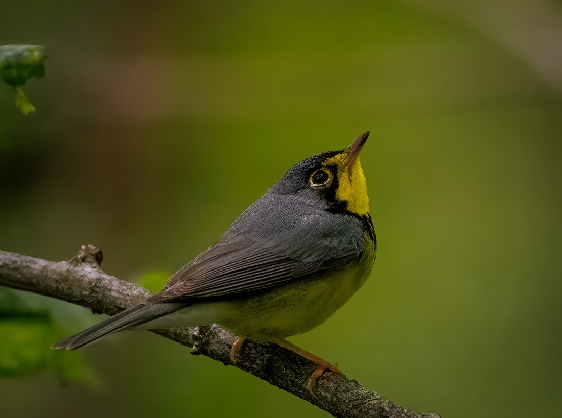 Canada Warbler-6