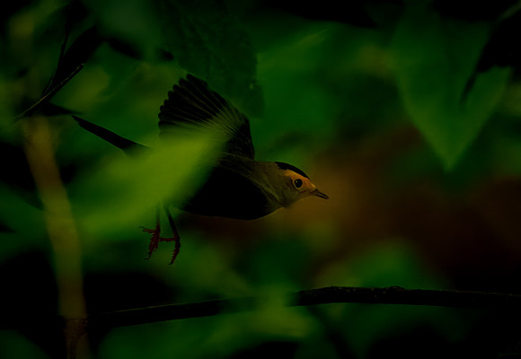 Wilson's Warbler