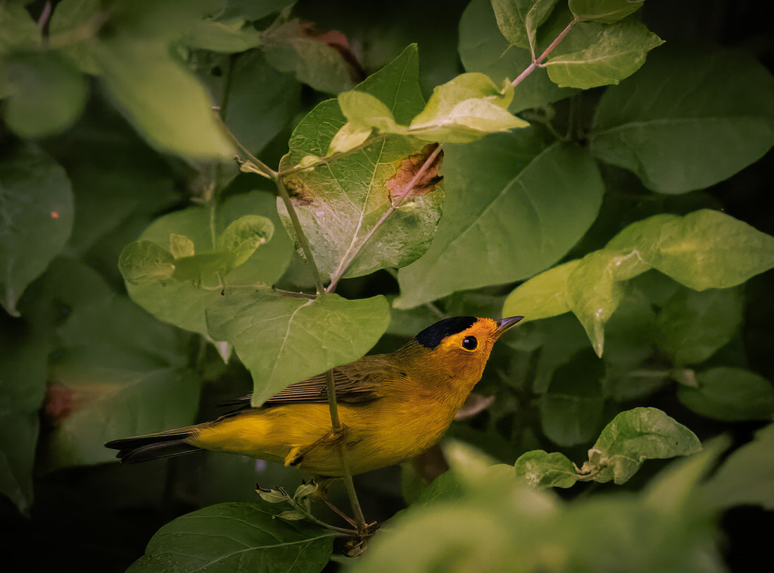 Wilson's Warbler