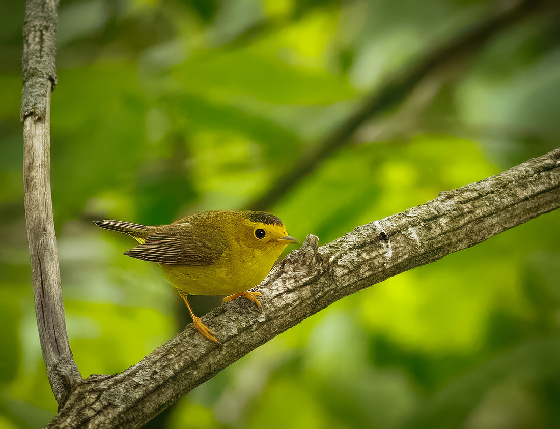 Wilson's Warbler