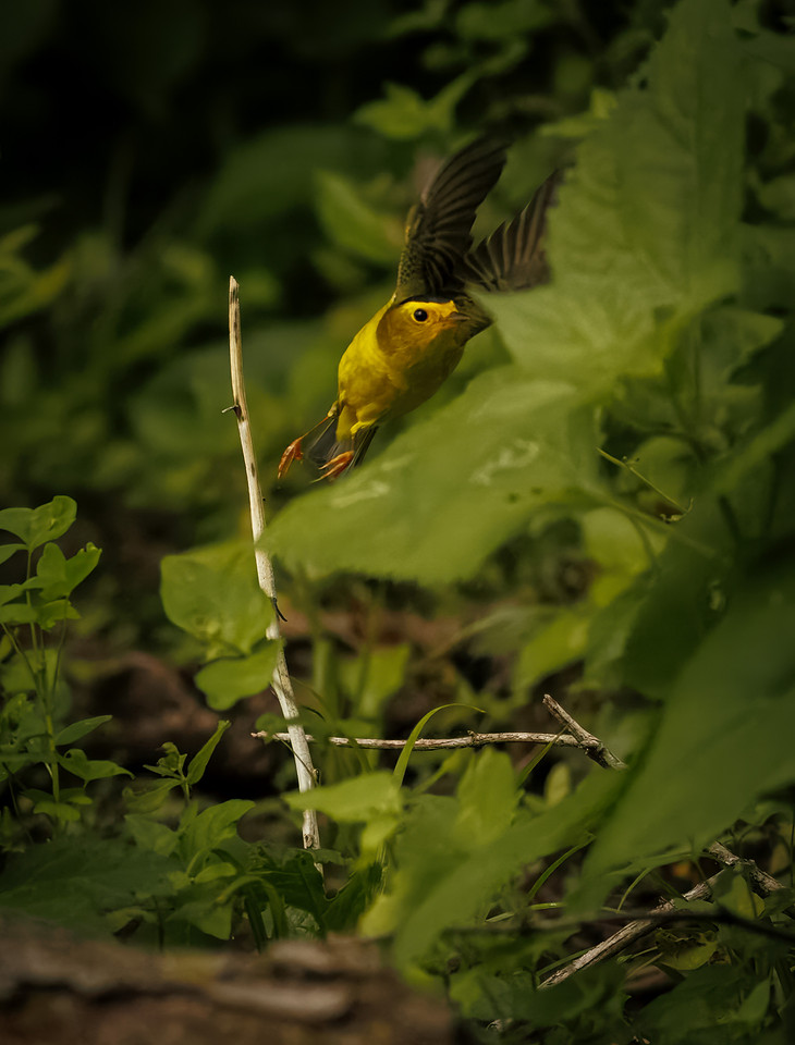 Wilson's Warbler