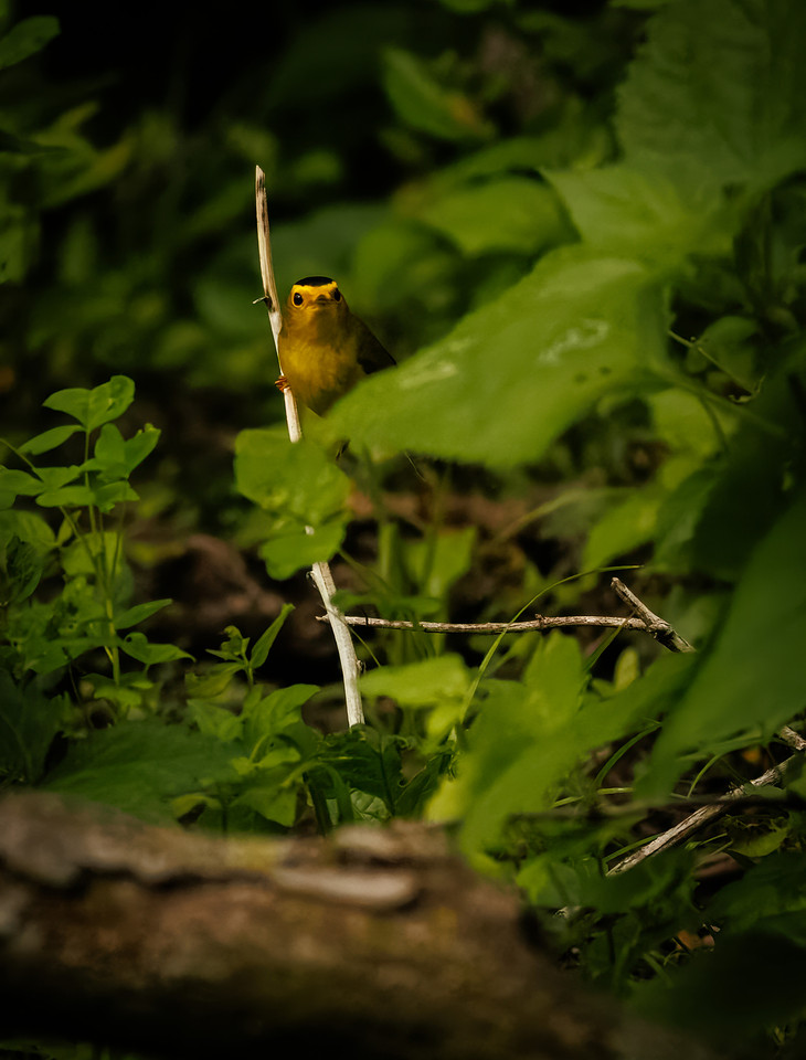 Wilson's Warbler