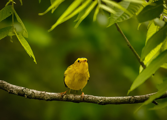 Wilson's Warbler