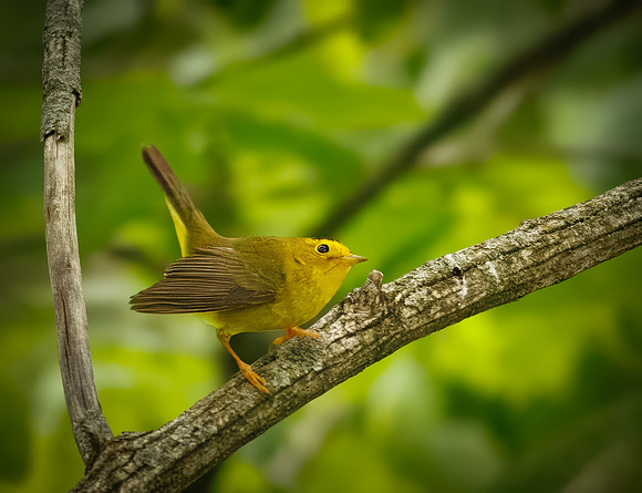 Wilson's Warbler