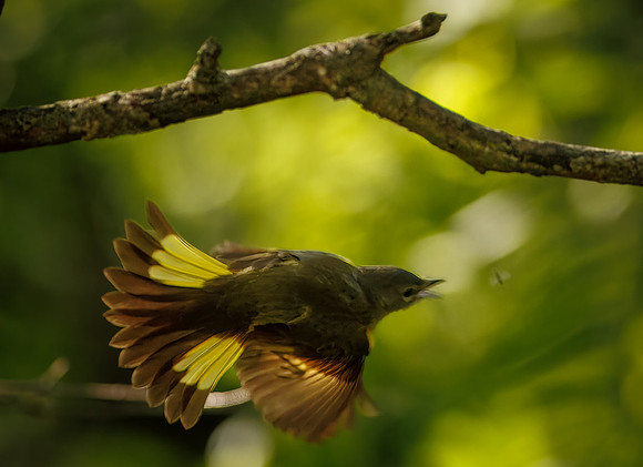 The Chase (American Redstart)