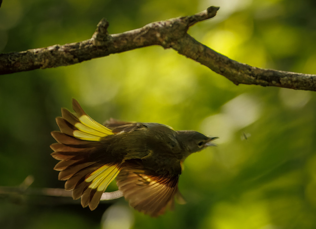 The Chase (American Redstart)