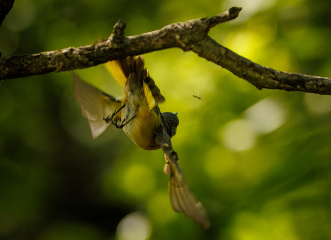 The Chase (American Redstart)